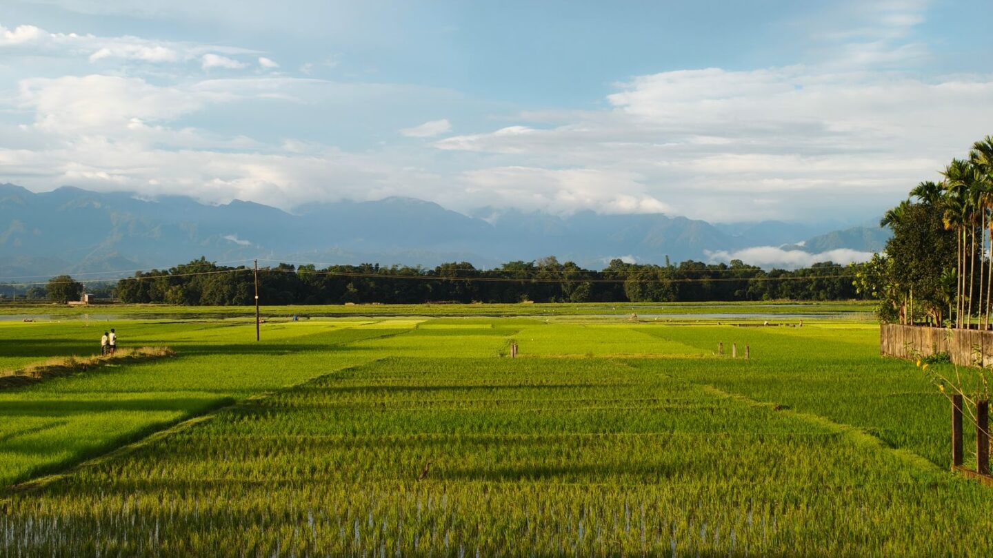 Orunodoi scheme supports rural families in Assam like those near these paddy fields