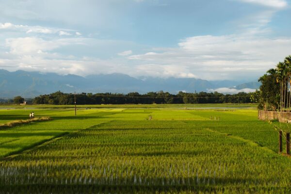 Orunodoi scheme supports rural families in Assam like those near these paddy fields