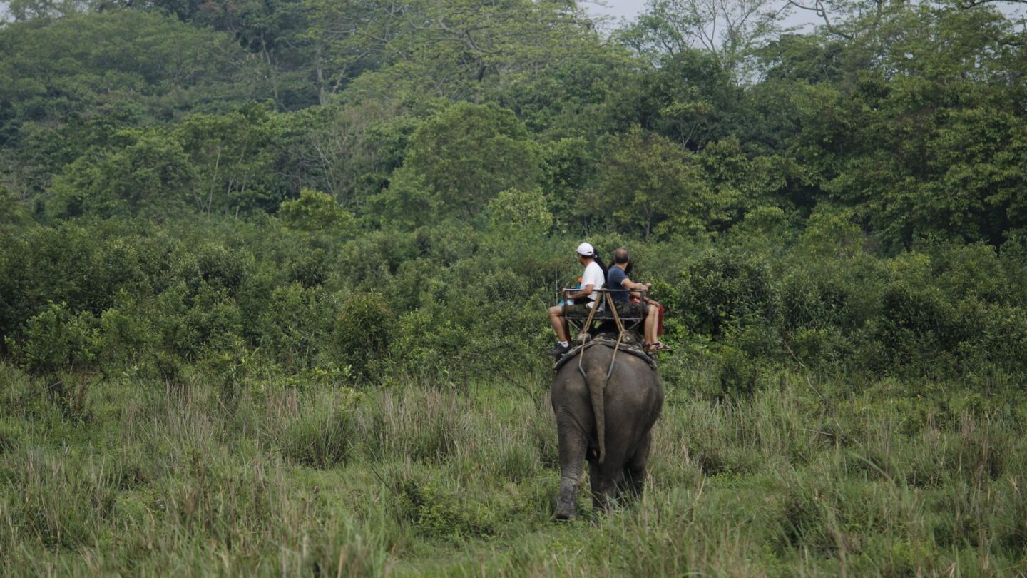 Kaziranga safari booking guide image showing an elephant safari in Kaziranga National Park, Assam