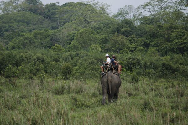Kaziranga safari booking guide image showing an elephant safari in Kaziranga National Park, Assam
