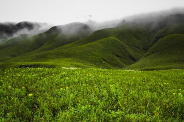 Nagaland ILP lets Indian visitors explore places like the green hills of Dzukou Valley